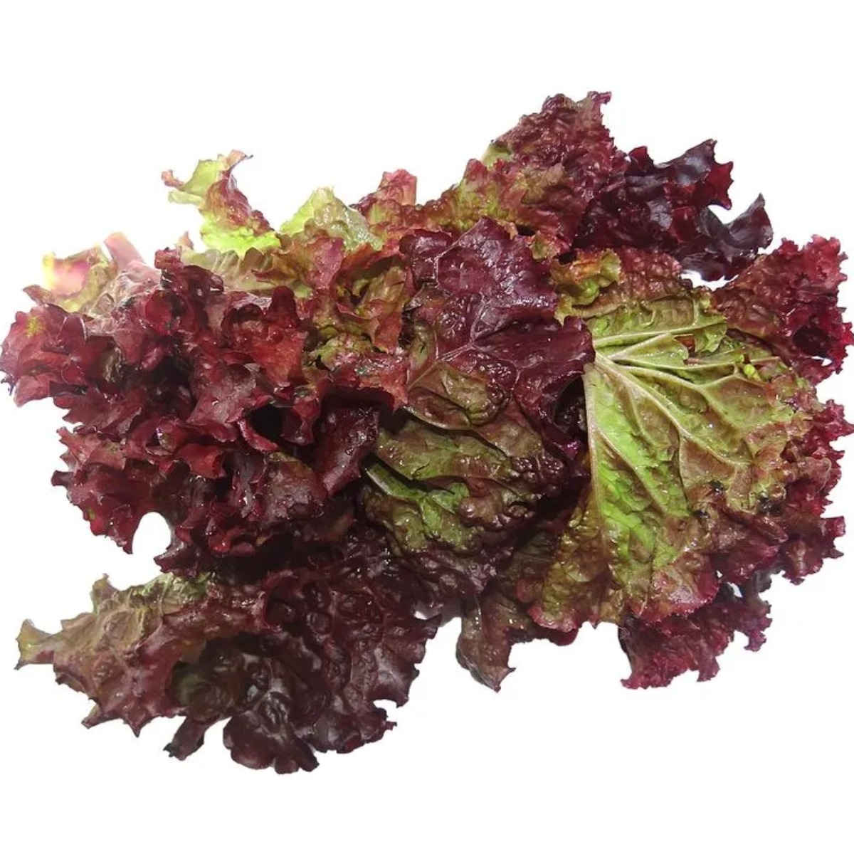 Lechuga Organica Morada x un