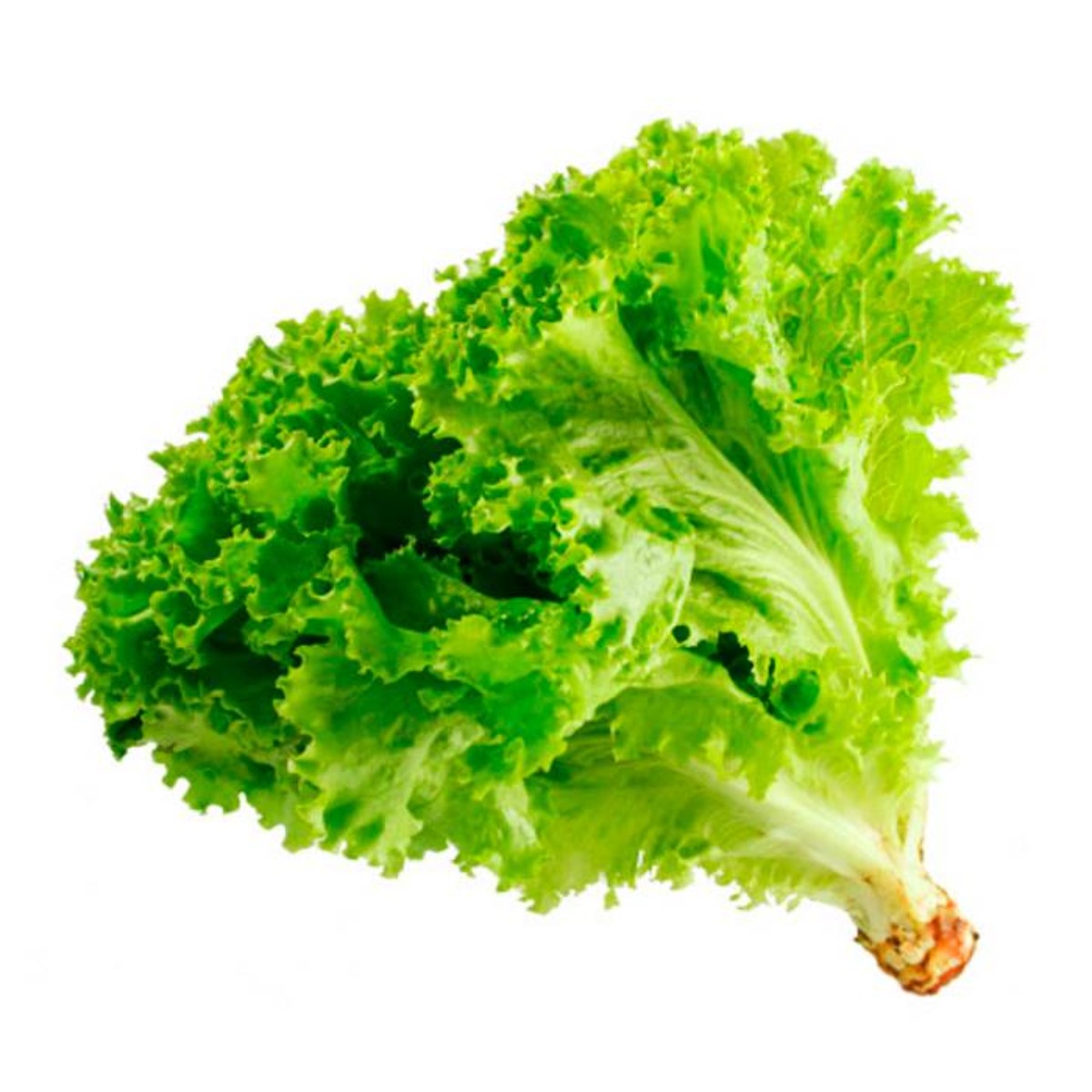 Lechuga Organica Verde x un