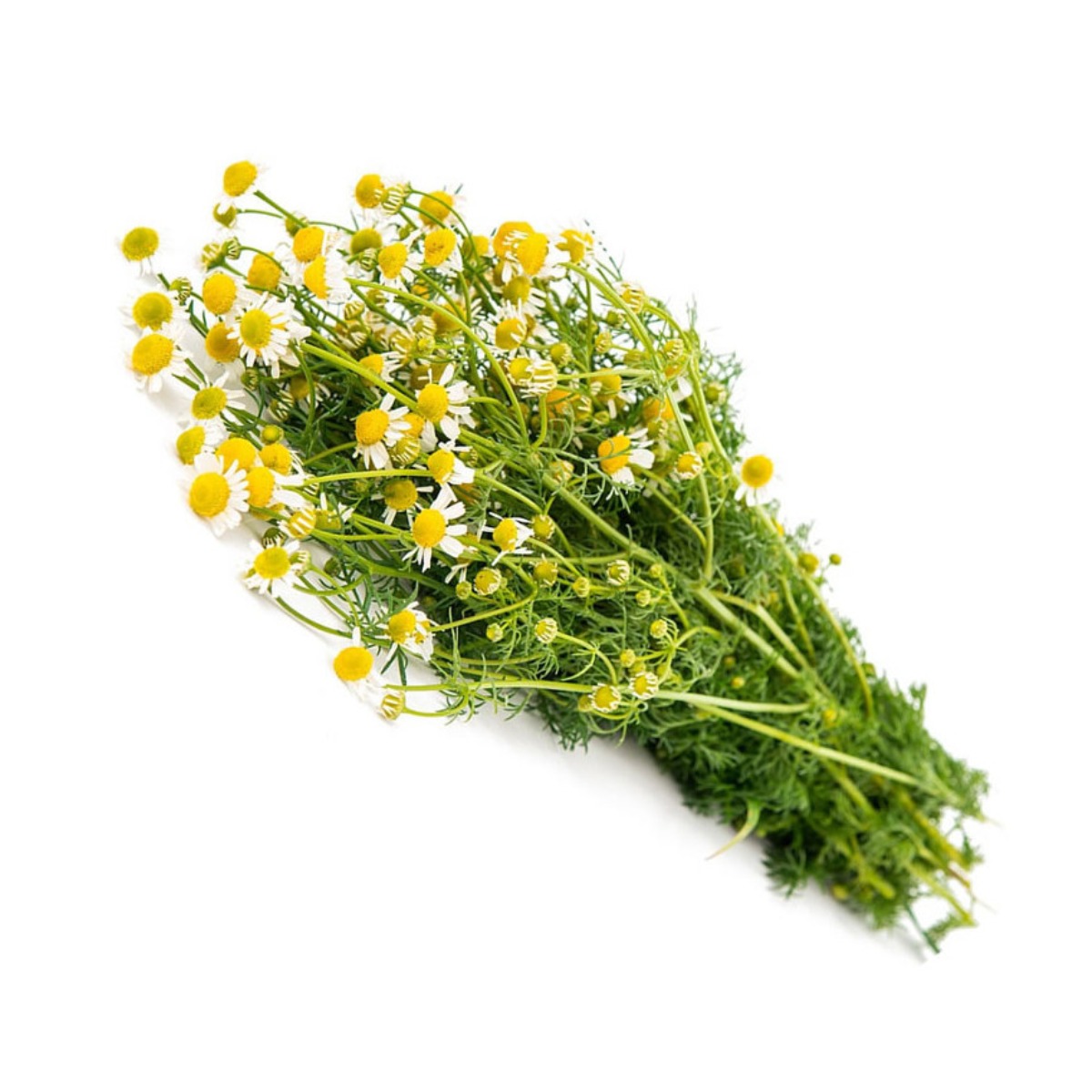 Manzanilla Fresca x Atado